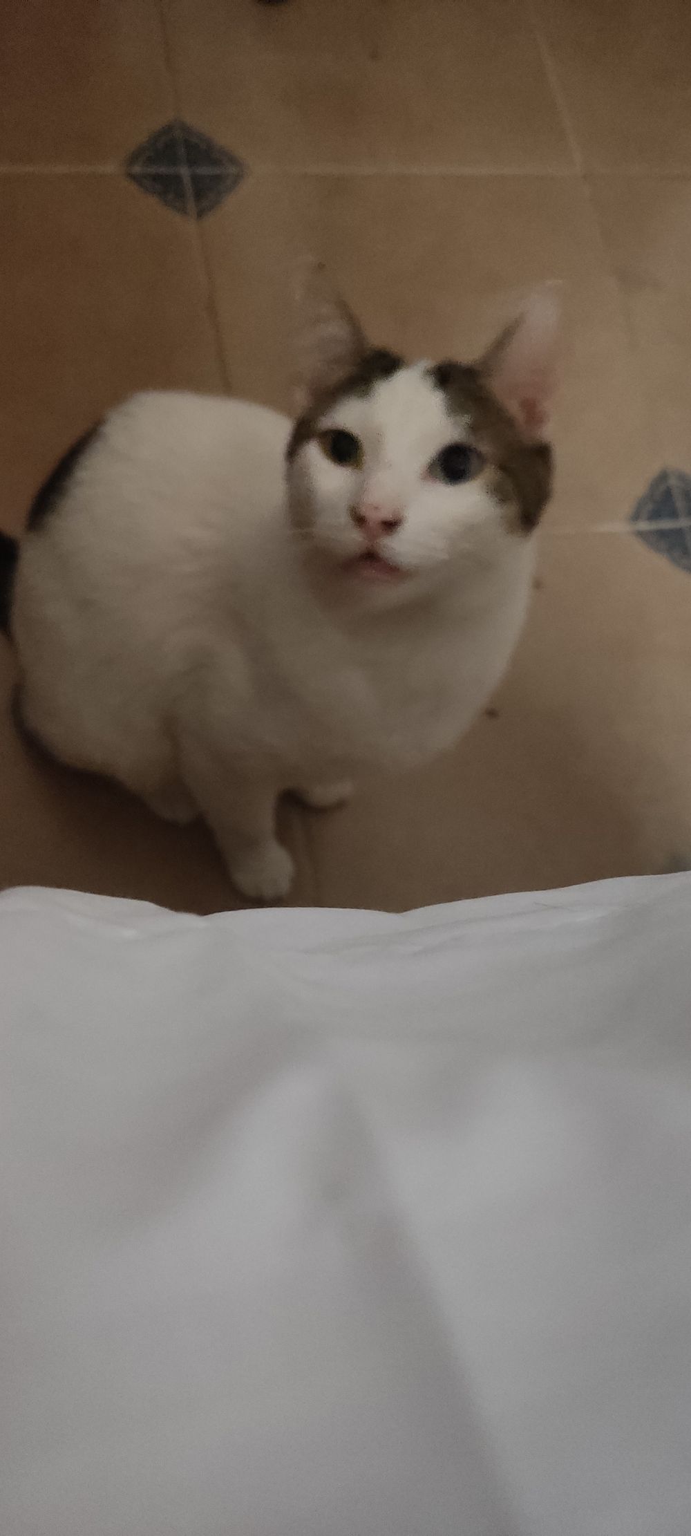 octnot OnlyFans profile picture