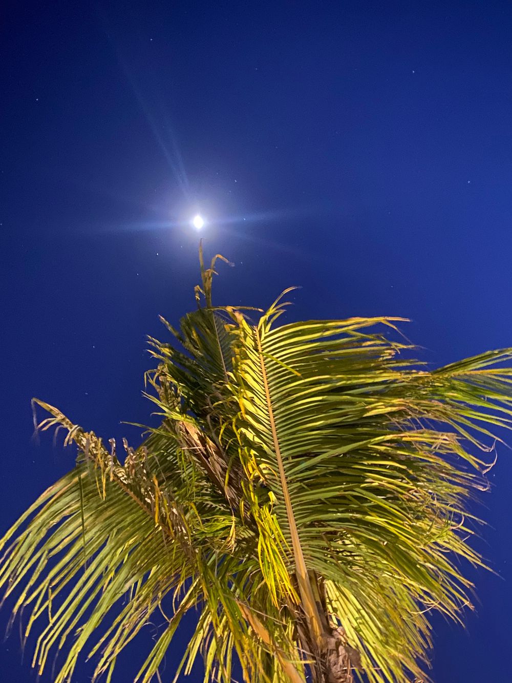 daaandylion OnlyFans - Stats, Graphs, Photos & Profile Comparisons | FansMetrics.com