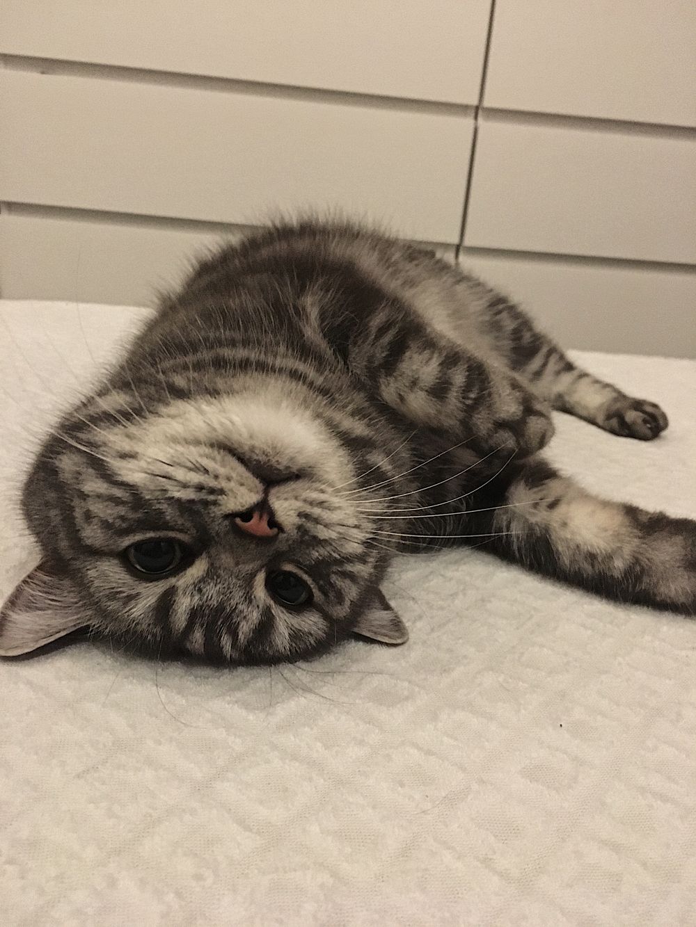 artusthecat OnlyFans profile picture