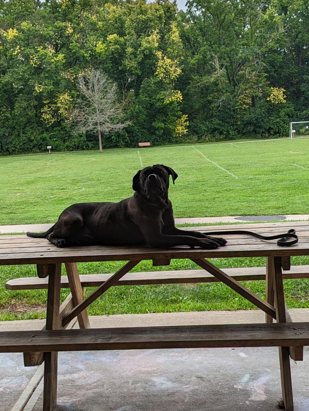 guardiandogtraining OnlyFans profile picture