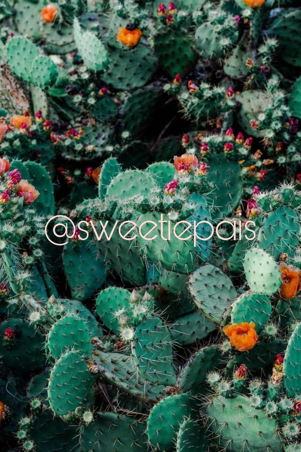 sweetiepais OnlyFans profile picture