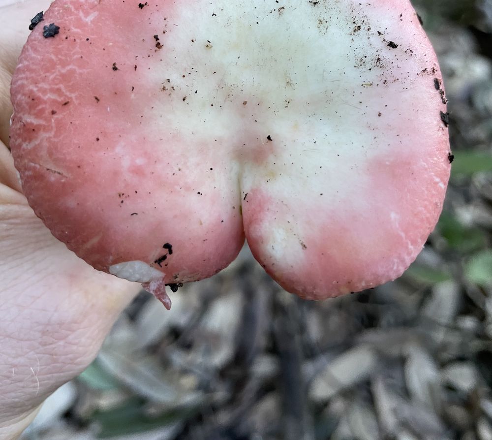 onlyfungi OnlyFans profile picture