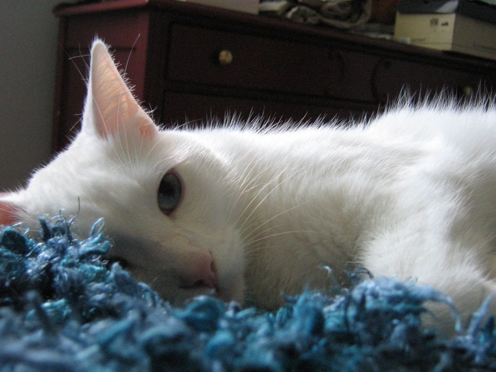 tsuki-cat OnlyFans profile picture