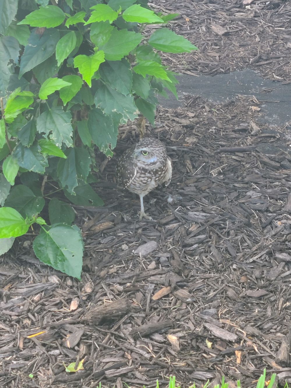 michaelgizmo OnlyFans profile picture