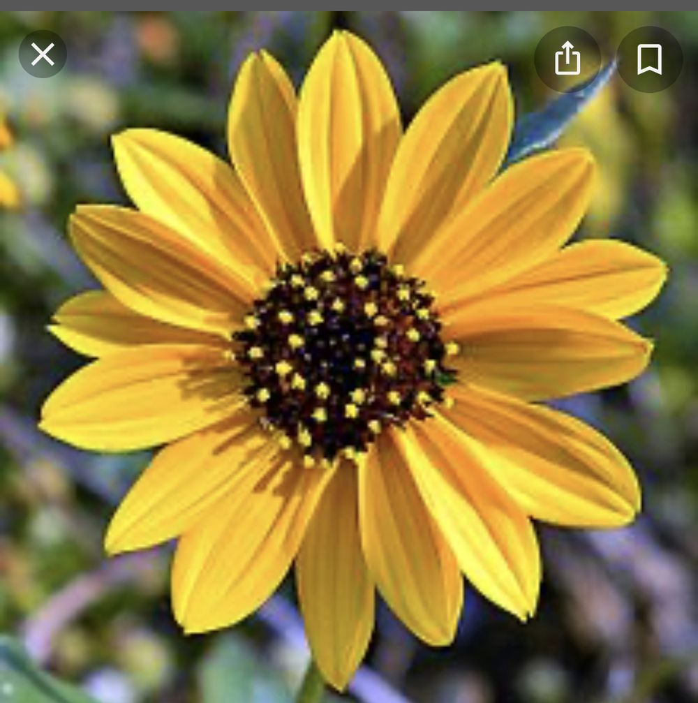 pylightskin OnlyFans profile picture