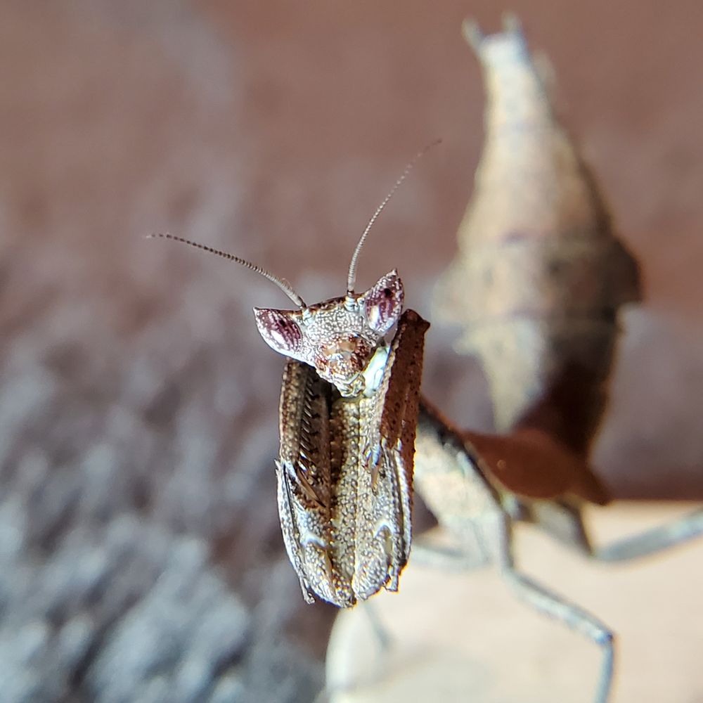 themantismaven OnlyFans profile picture