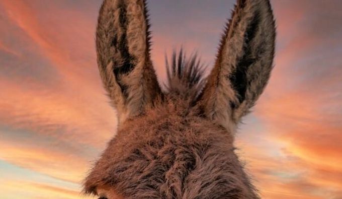 burrodonkey OnlyFans profile picture