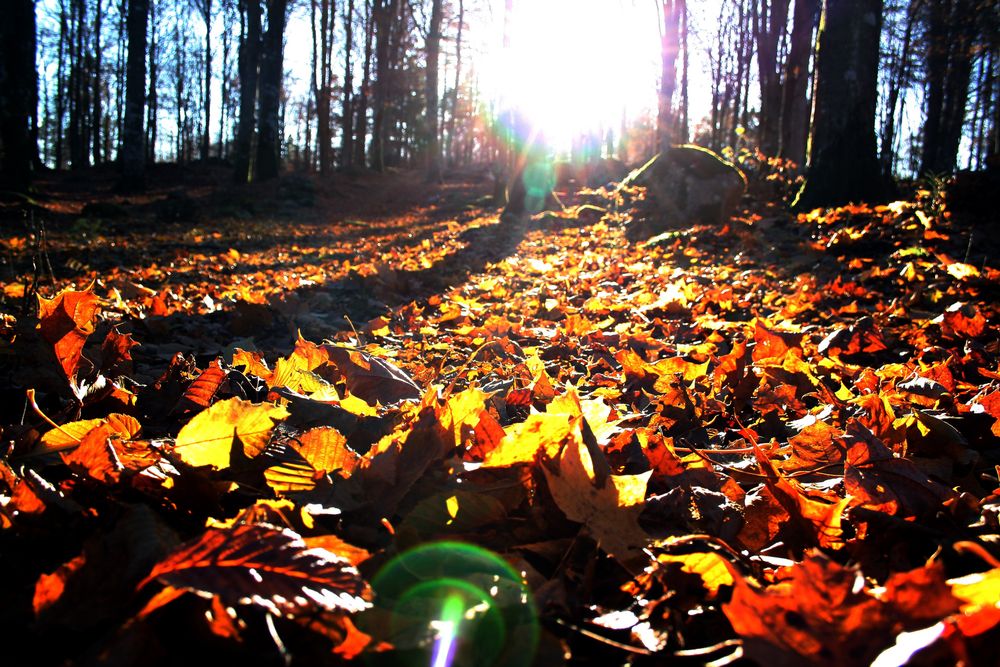 forestladyse OnlyFans profile picture
