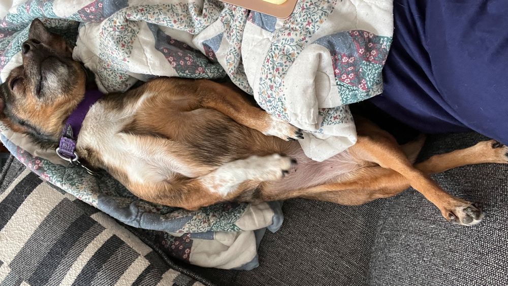 maggiethatchthedog OnlyFans profile picture