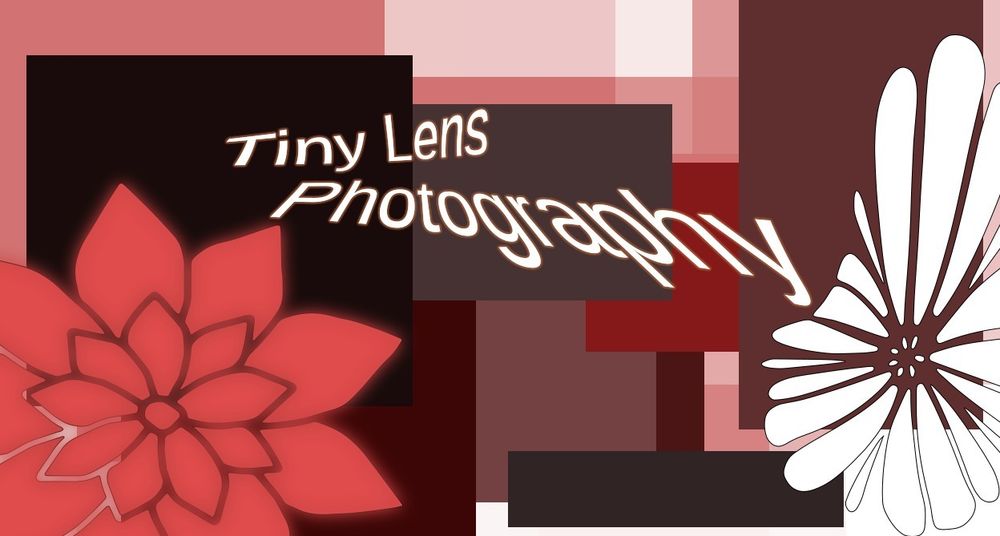 tinylens OnlyFans profile picture