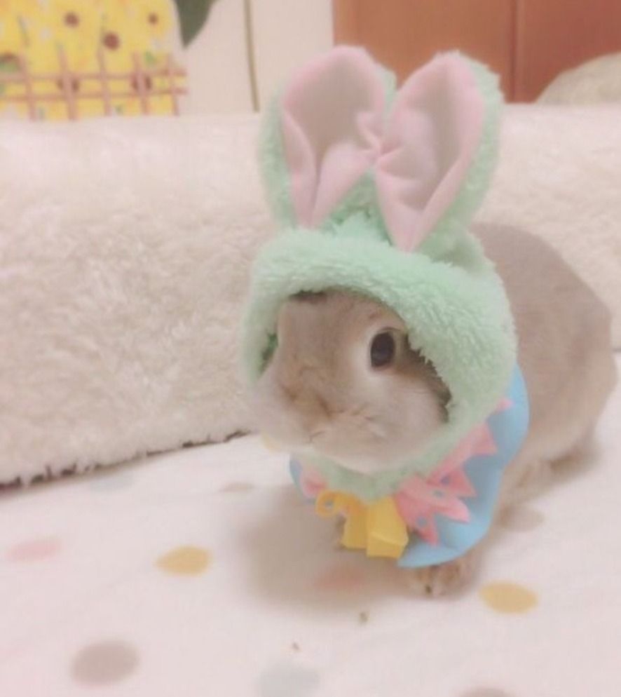 bunny_tapatia OnlyFans profile picture