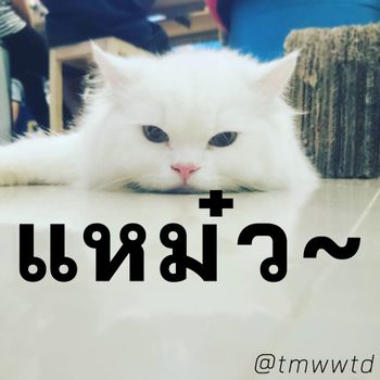 TMWWTD