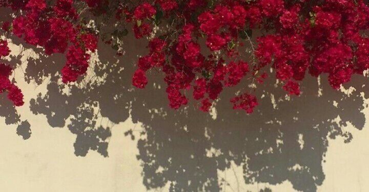 amavillabardet OnlyFans profile picture