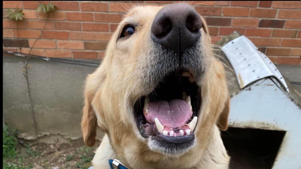 daisydog OnlyFans profile picture