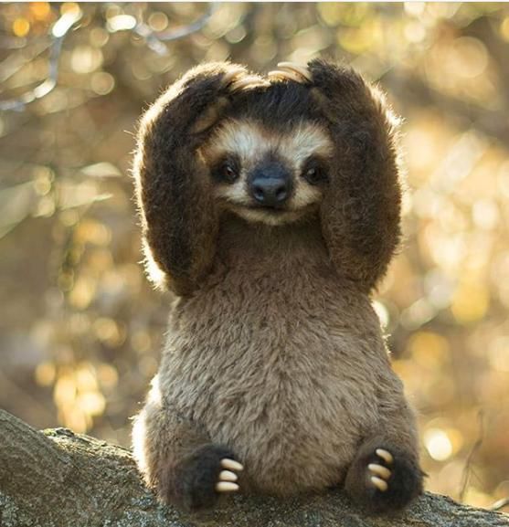 slothmanandotterboy OnlyFans profile picture