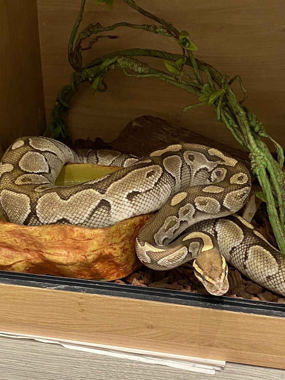 sexywithsnakes OnlyFans profile picture