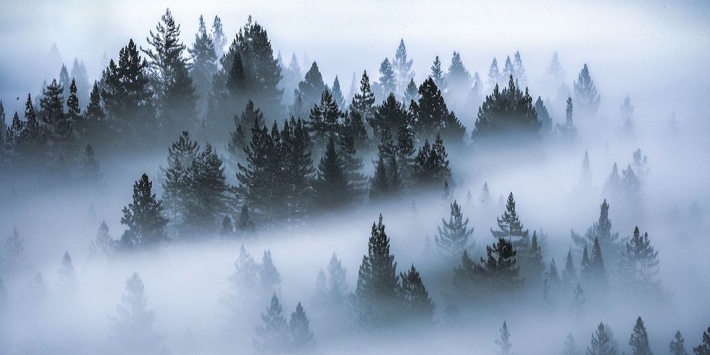 fog_dog OnlyFans profile picture
