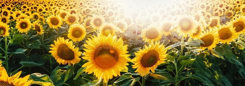 arya_2.468 OnlyFans profile picture