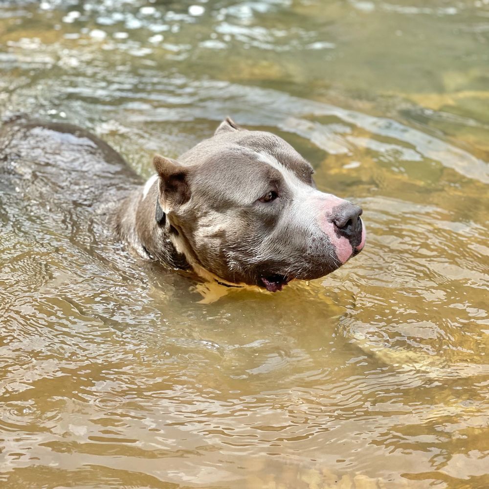 k9genie OnlyFans profile picture