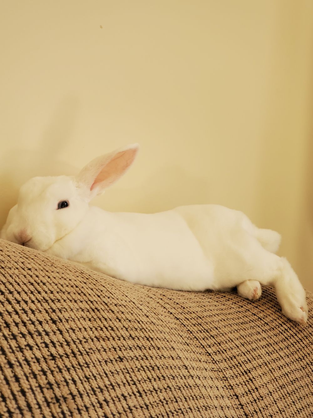bunbuncutie089 OnlyFans profile picture