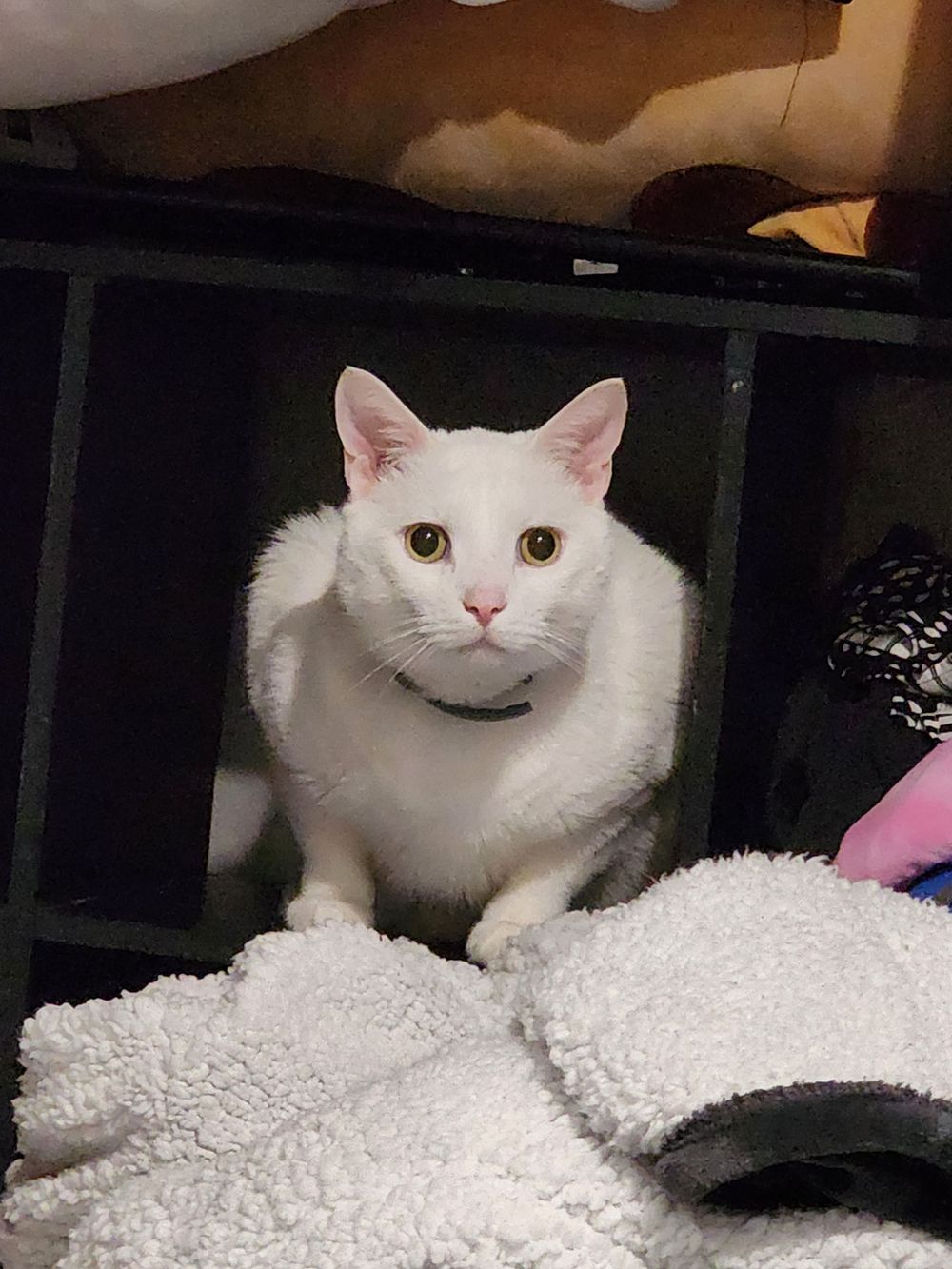 siciliancat OnlyFans profile picture