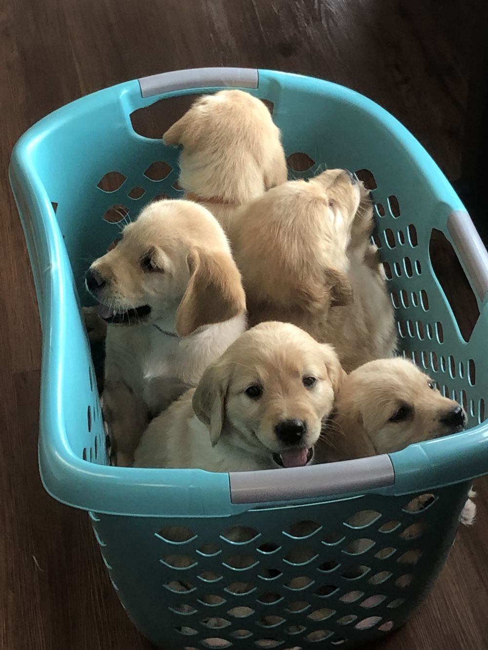 pupsandkitters OnlyFans profile picture