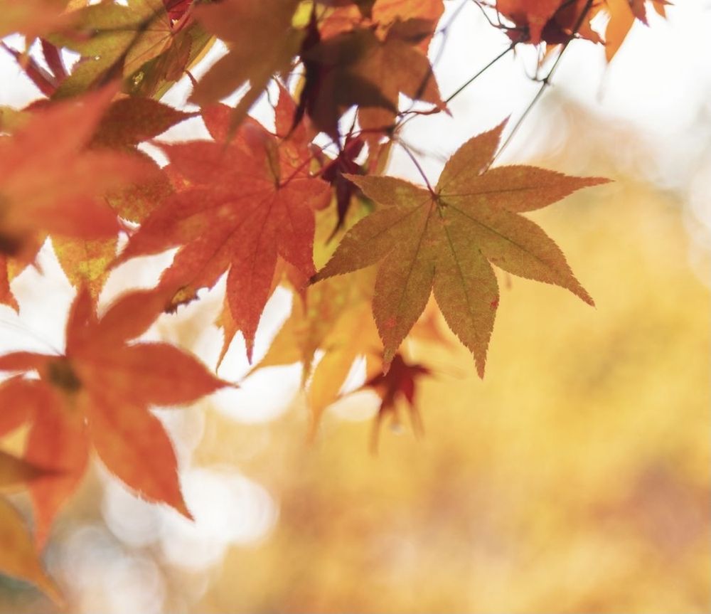autumnfalls03 OnlyFans profile picture