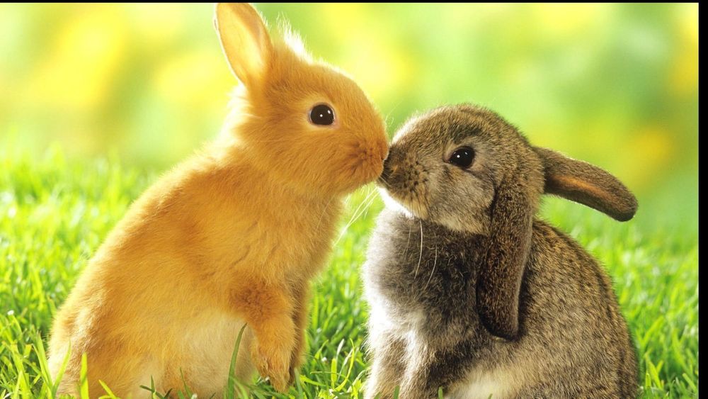 bunnysoquick OnlyFans profile picture