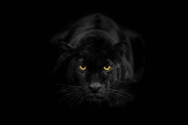 dark_venom OnlyFans profile picture