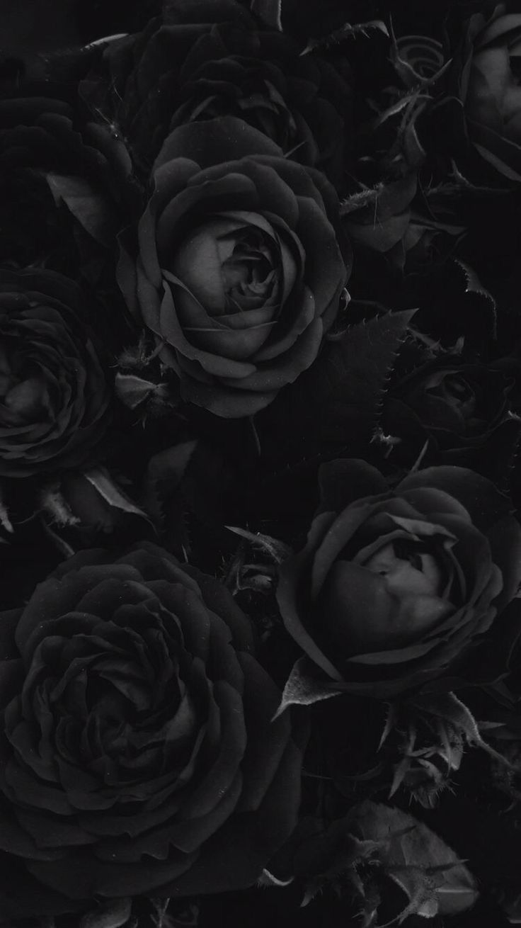 noiroses OnlyFans profile picture