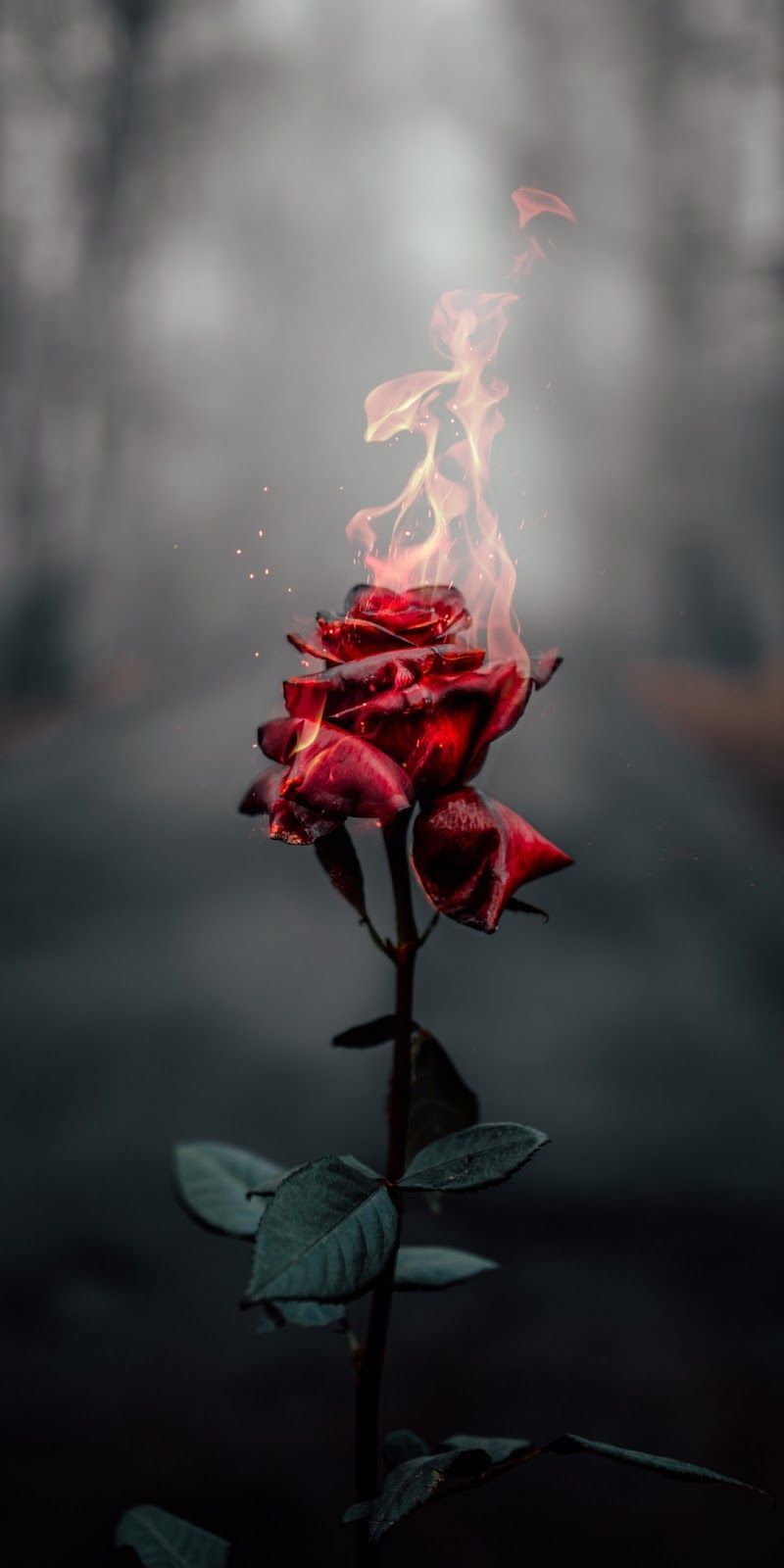 redmoonrose OnlyFans profile picture