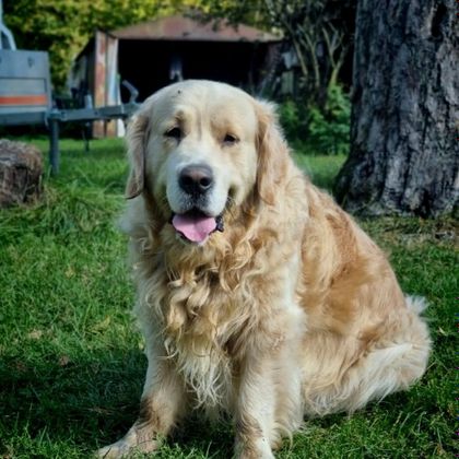 messi_the_dog OnlyFans picture