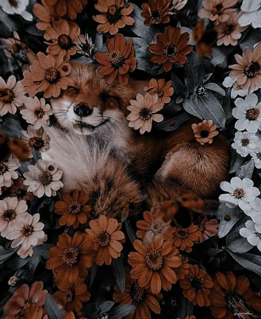 midnight_fox90 OnlyFans profile picture