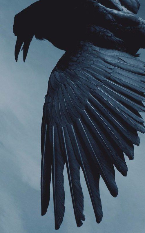 magpiefrost OnlyFans profile picture