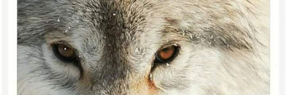 thelonewolfxxx OnlyFans profile picture