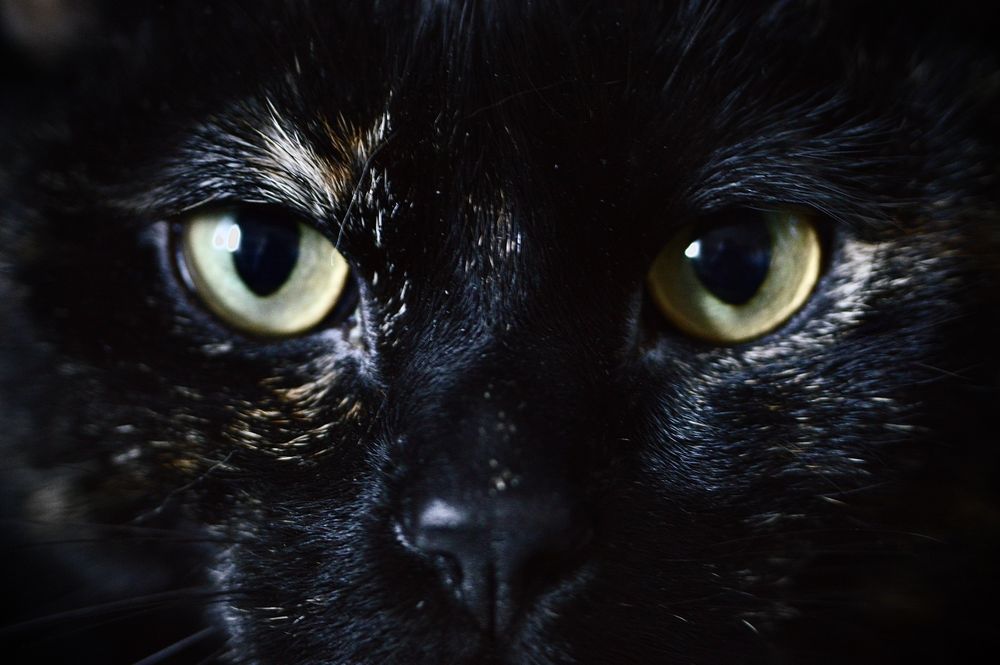 bbwetkitty OnlyFans profile picture
