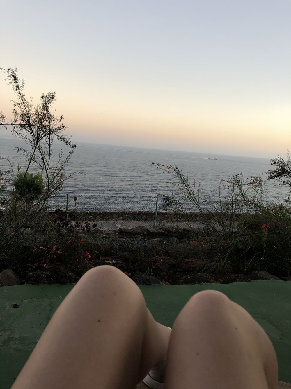 viola.bear OnlyFans profile picture