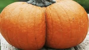 katharinepumpkinbutt OnlyFans profile picture