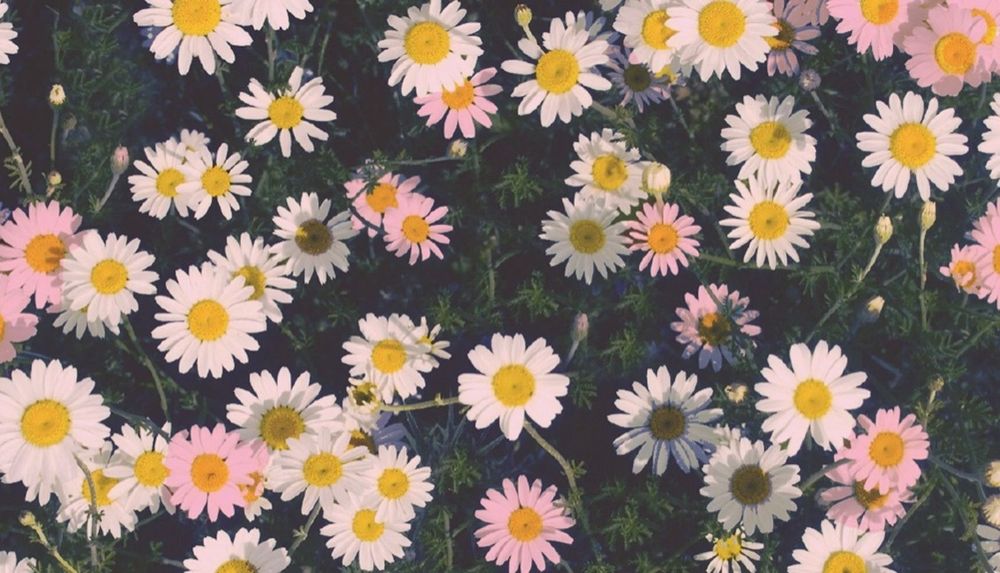 daisyfansonly OnlyFans profile picture