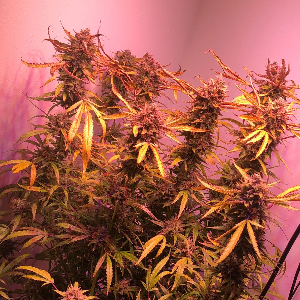 mandrillgarden OnlyFans profile picture