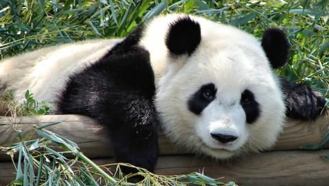pandamelon OnlyFans profile picture