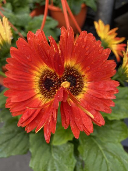red-sunflower OnlyFans picture