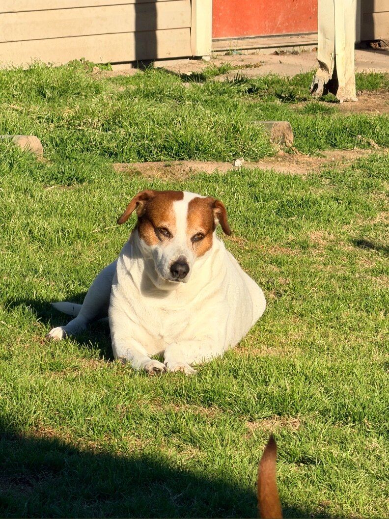 houseof9dogs OnlyFans profile picture
