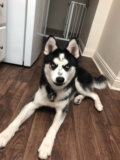 akirathehusky OnlyFans picture