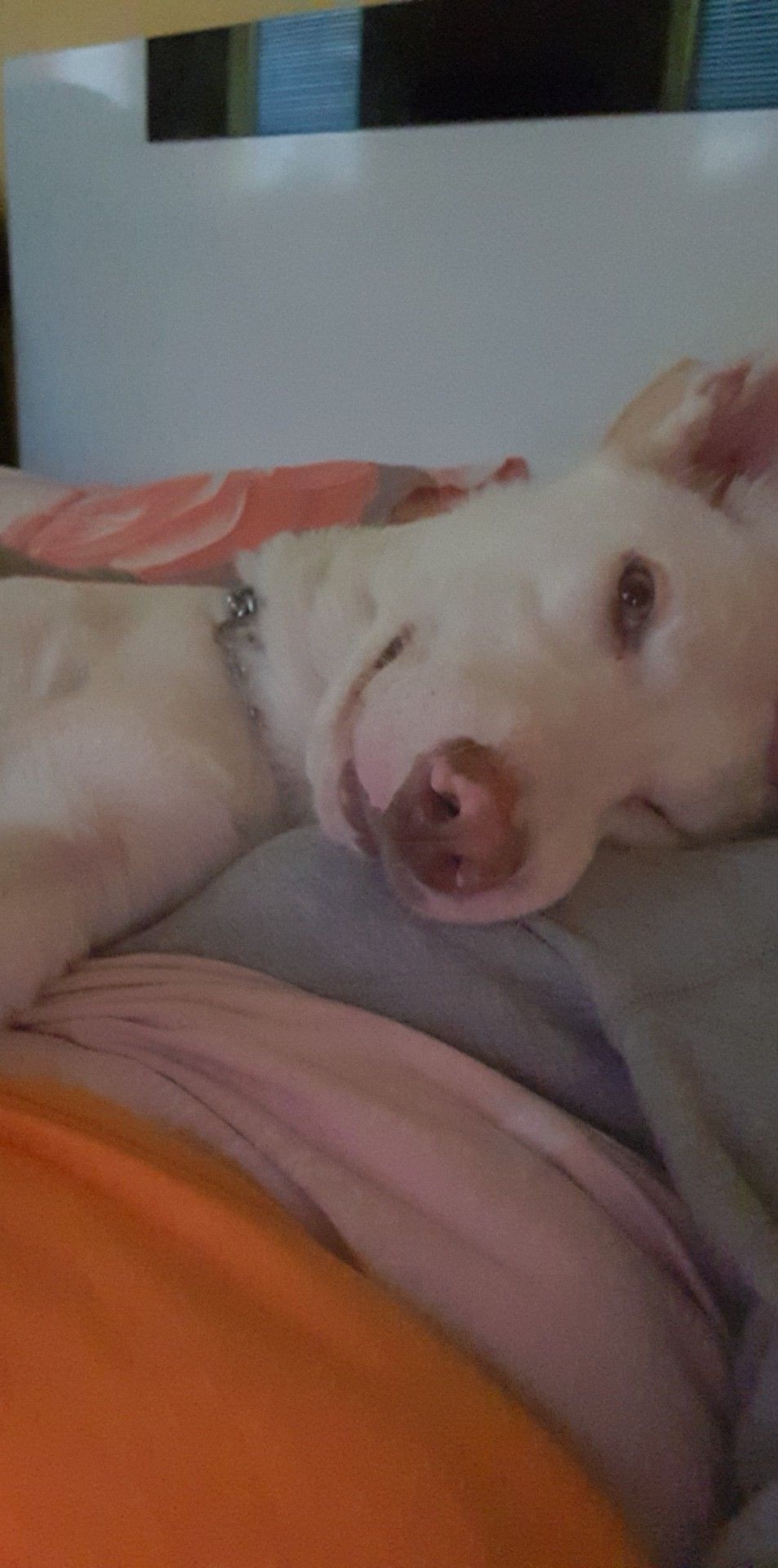 lilsnaccx OnlyFans profile picture