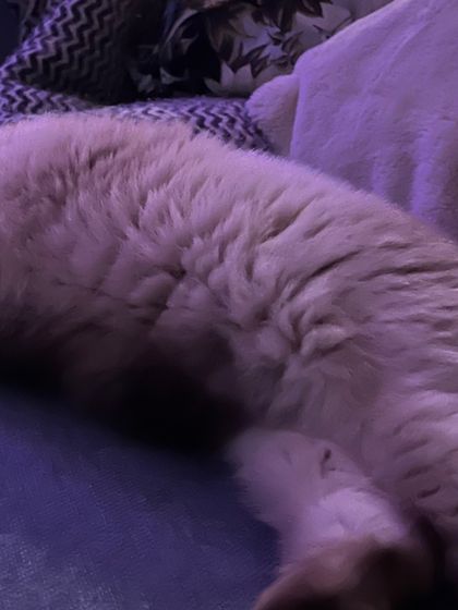 lilbabyscrib OnlyFans picture