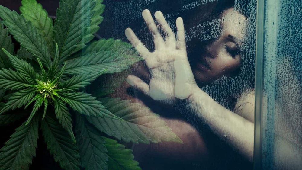 weedplug OnlyFans profile picture