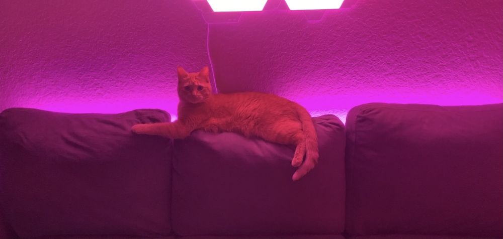 gelicidepetscats OnlyFans profile picture