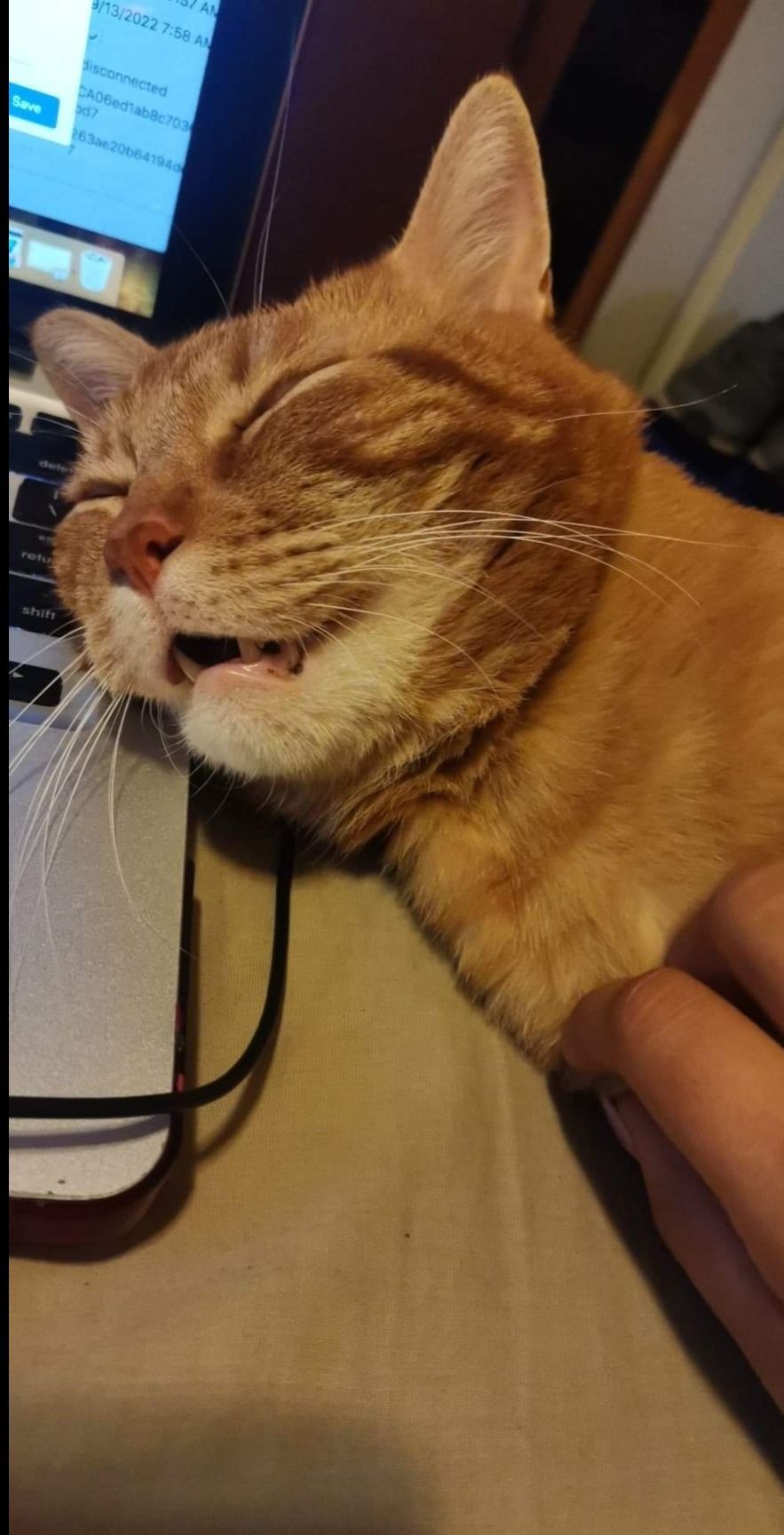 prrprrmiawmiaw OnlyFans profile picture