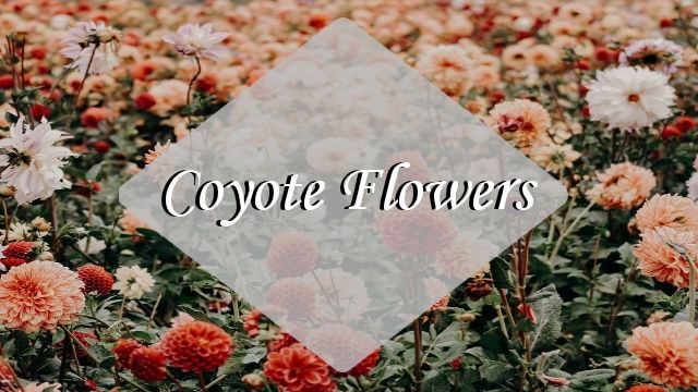 coyoteflower OnlyFans profile picture